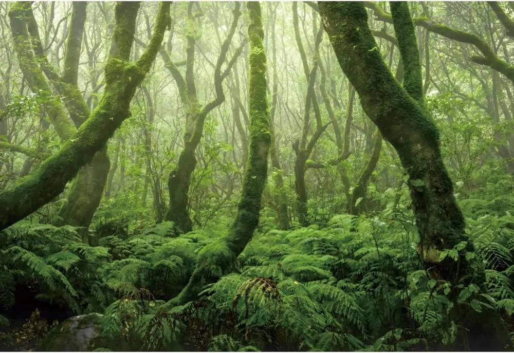 10x6ft Jungle Forest Backdrop Tropical Rainforest Natural Scenery Evergreen Leaves Trees Background for Party Picnic Camping Adventure Wedding Photo Studio