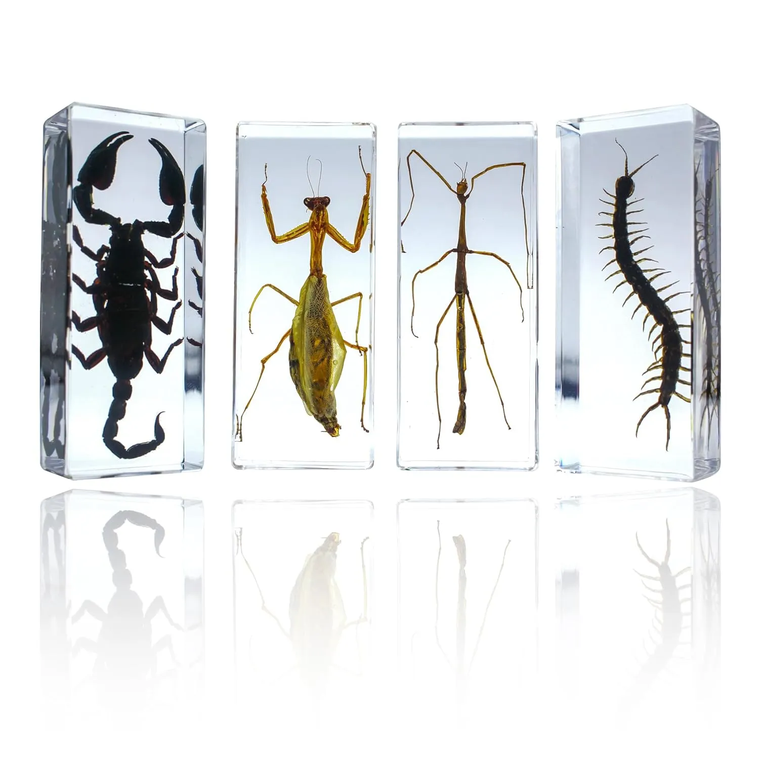 4 Pack Resin Animal Insect Specimens, Arthropod Bug Collection, Centipede, Scorpion, Mantis, Stick Insect, Science Education, Great Gift for Taxidermy Lovers, Biology