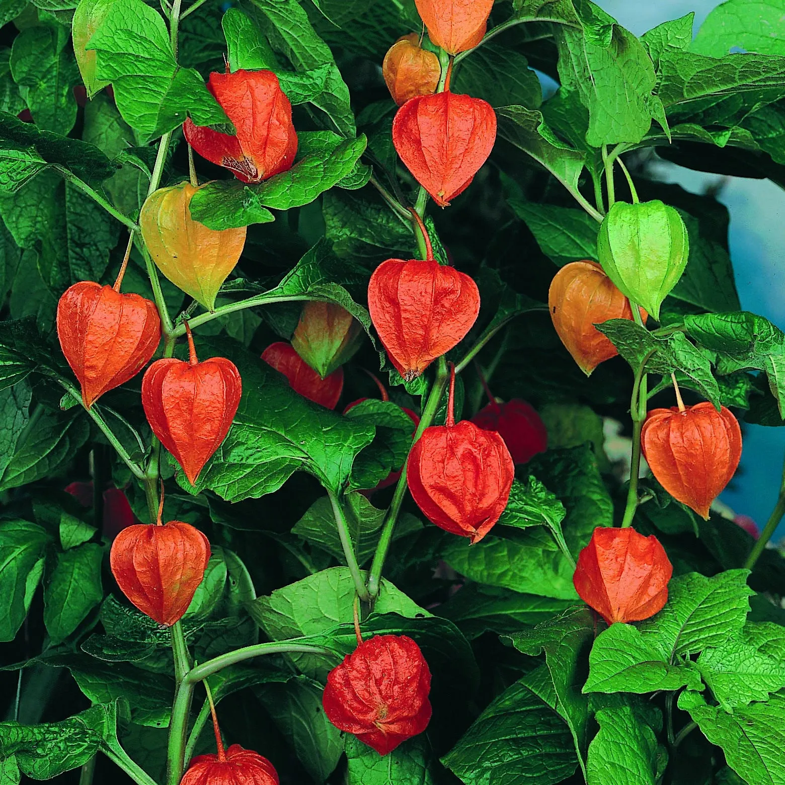 OSC Chinese Lantern Seeds (Physalis alkekengi) - Packet