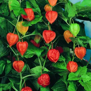 OSC Chinese Lantern Seeds (Physalis alkekengi) - Packet